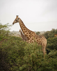 Grupo de jirafas salvajes en un safari en sudáfrica