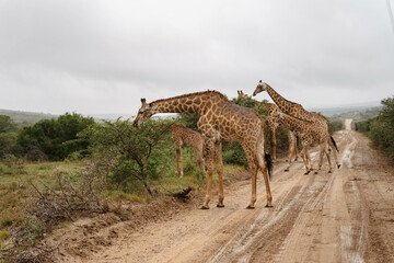 Grupo de jirafas salvajes en un safari en sudáfrica