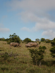 Naklejka premium Grupo de rinocerontes salvajes caminando en un safari en sudáfrica
