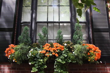 Fenêtre fleurie au printemps