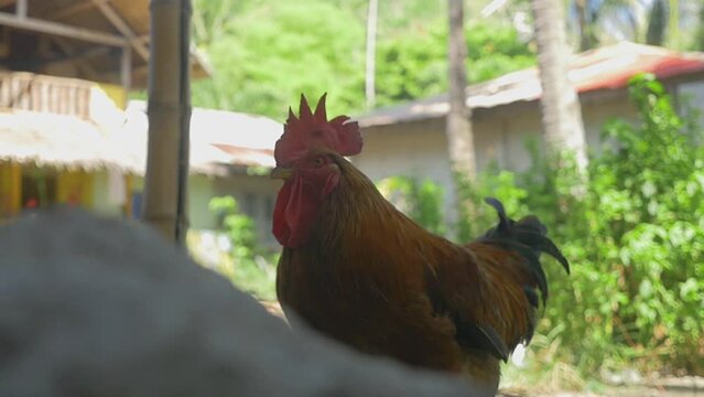 A big rooster walks in a typical village, in the Philippines