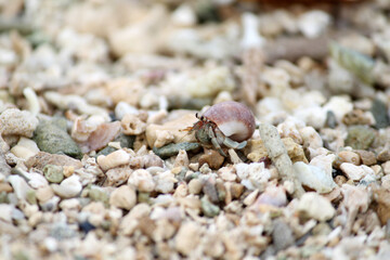 close up of a seashell