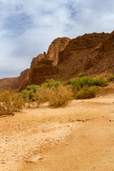 Aharahar canyon covered in tamarisk trees. Tadrart mountains. Illizi Province, Djanet, Algeria, Africa