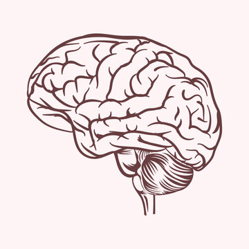 Human brain vector design illustration black and white