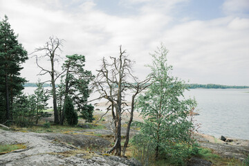Fototapeta na wymiar Panoramic view with dry trees on a Baltic sea