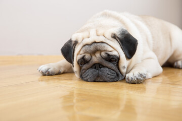 Beige dog pug sadly lies on a wooden floor. Concept of depression and mental health problems. - obrazy, fototapety, plakaty