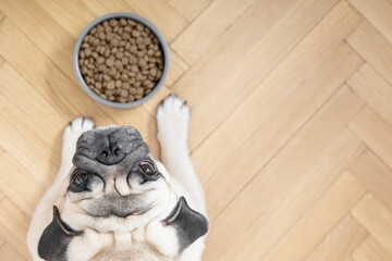 A beige pug dog lies on a wooden floor near a bowl of food and looks sadly into the camera.