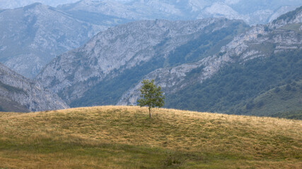 Obraz premium A Serene Highland Vastness in Asturias, Spain