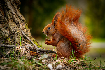 Red squirrel.