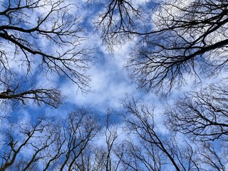 Blick in den blauen Himmel mit Wolken durch Baumkronen im Wald im Winter