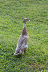 speckled runner ducks green grass