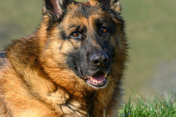 close-up of the head of a German shepherd dog, looking at infinity, calm confident, with its mouth half open,