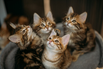 Kittens of the striped Kuril bobtail play on scratching posts for the cat.