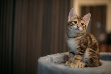 Portrait of a striped kitten of the Kuril bobtail on a scratching post for a cat.