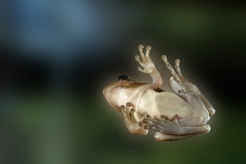 A tree frog is any species of frog that spends a major portion of its lifespan in trees, known as an arboreal state.
