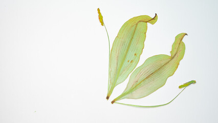 Pressed and dried delicate Lilies Lilium Lily flower and leaves isolated from background. For use in scrapbooking, floristry or herbarium..
