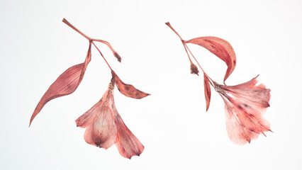 Dried and pressed flowers and leaves of Alstroemeria, commonly called the Peruvian lily or lily...