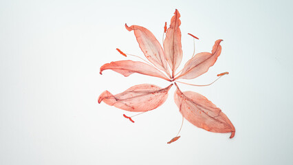 Pressed and dried delicate Lilies Lilium Lily flower and leaves isolated from background. For use in scrapbooking, floristry or herbarium..