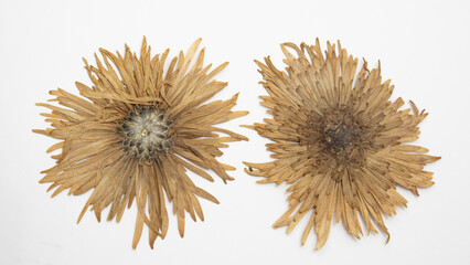 Pressed and dried delicate Chrysanthemum flower isolated from background. Also called mother flower, florist daisy or China chrysanthemum, a field flower of many colors.