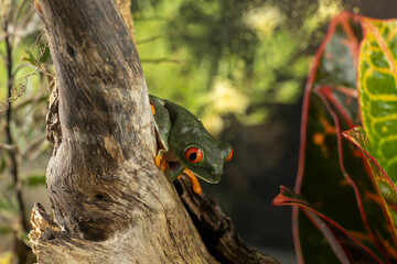A tree frog is any species of frog that spends a major portion of its lifespan in trees