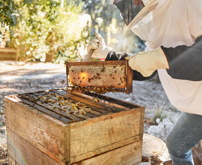 Sustainability, beekeeping and nature, beekeeper with honeycomb in backyard bee farm. Farming, bees...