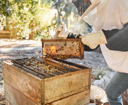 Sustainability, beekeeping and nature, beekeeper with honeycomb in backyard bee farm. Farming, bees and agriculture, eco friendly honey manufacturing industry and safety for sustainable bee farmer.