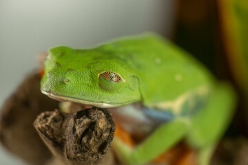 A tree frog is any species of frog that spends a major portion of its lifespan in trees