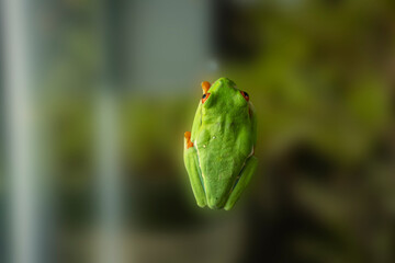 A tree frog. Their feet actually emit a wet mucous that allows them to better cling to nearly any surface.