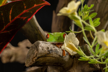A tree frog is any species of frog that spends a major portion of its lifespan in trees