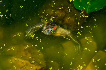 a red-eared turtle looks out of the water next to a stone