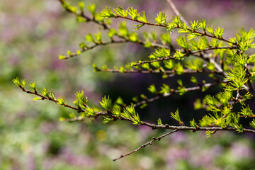 Larch branches in spring time close up