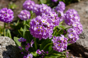 Primula denticulata (Drumstick Primula) in spring garden