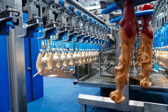 broiler processing line, Chicken factory line, bird chicken factory line hang poultry industry.
