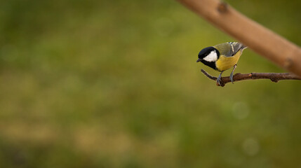 Great tit, Parus major, perching on a branch.