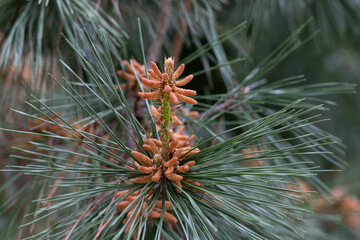 Naklejka na ściany i meble Pine Cone And Branches in spring close up