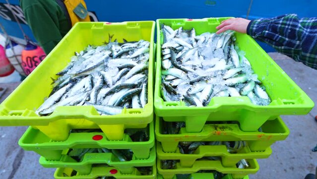 Boxes of sardines in the fishing port of Santo&ntilde;a in the Marismas de Santo&ntilde;a Natural Park, Victoria y Joyel Natural Park, Cantabrian Sea, Cantabria, Spain, Europe