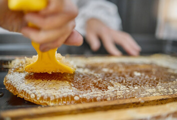 Beekeeping, honeycomb and hands with tools for honey collection, extraction and production process. Nature, farming and beekeeper with equipment to harvest natural, organic and food produce from bees - obrazy, fototapety, plakaty