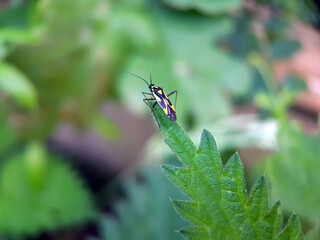 plant bug on leaf