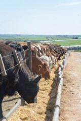 feedlot with Hereford and Angus cattle eating alfalfa
