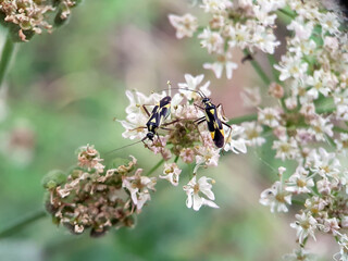 plant bug on flower