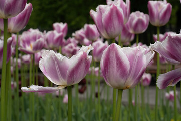 plenty of pink terry tulips on a flower bed in a sunny spring garden with a blurred background
