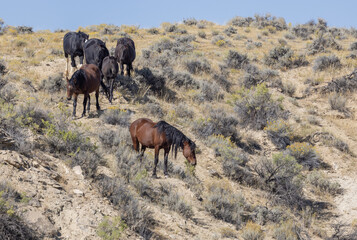 Wild Horses in Autumn in the Wyoming Desert