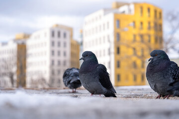 close up of three pigeons sitting on the asphalt against the background of bright white and yellow buildings on a sunny winter day and blue sky with white clouds blurred background 