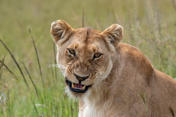 Fototapeta na wymiar Portrait of a lioness in the Masai Mara, Kenya