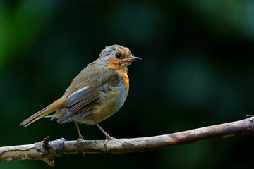 Juvenile European Robin (Erithacus rubecula) sitting on a branch in the  forest of the Netherlands. Dark background.