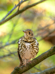 六甲山のトラツグミ