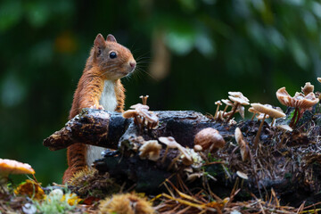 Eurasian red squirrel (Sciurus vulgaris) searching for food in the autumn in the forest in the South of the Netherlands.    - obrazy, fototapety, plakaty