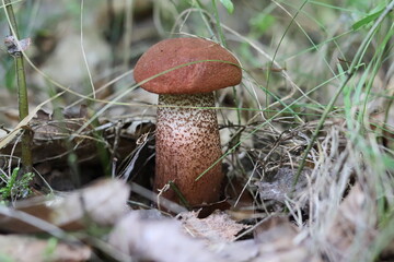 Have a good time Mushroom Forest Walk Grass 