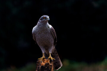 Northern goshawk (accipiter gentilis) sitting on a pole in the forest of Noord Brabant in the...