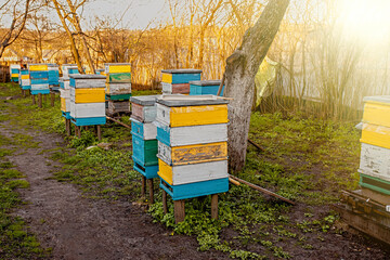 Sunrise in the apiary. Beekeeping. Work in the apiary in early spring